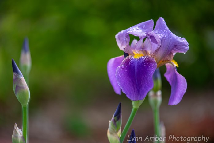 Garden Bearded Iris