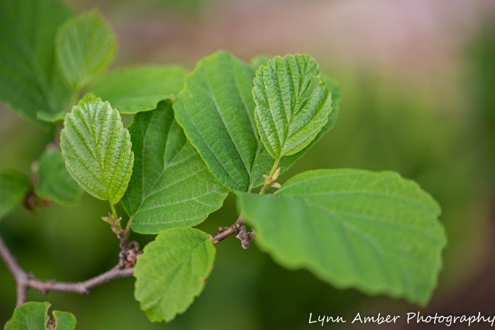 Vermont Garden (1 of 13)