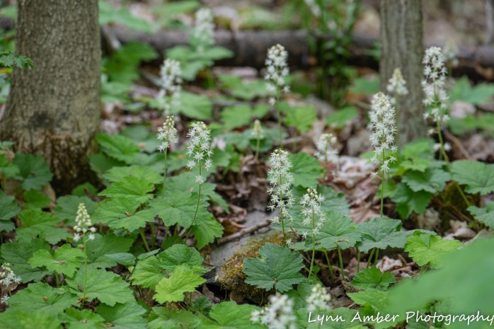 Vermont Garden (10 of 13)