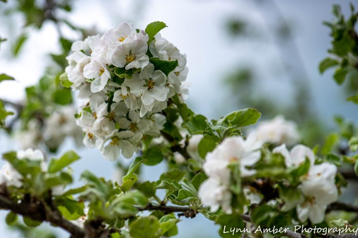 Vermont Garden (11 of 13)