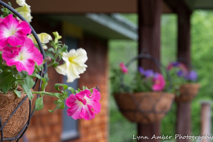 Vermont Garden (13 of 13)