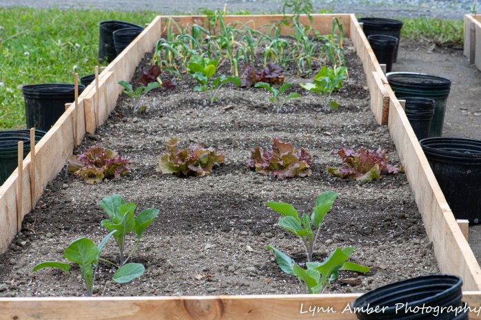 Vermont Garden (2 of 2)-2