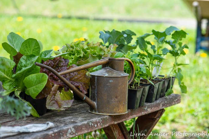 Vermont Garden (4 of 13)