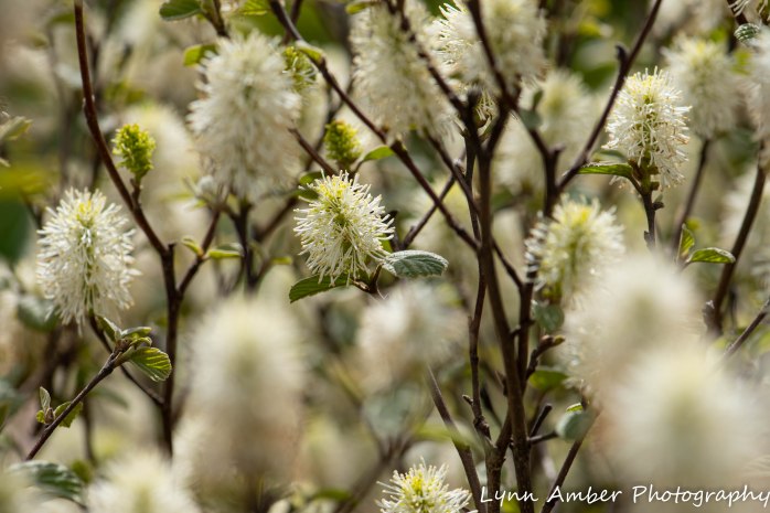 Vermont Garden (5 of 13)