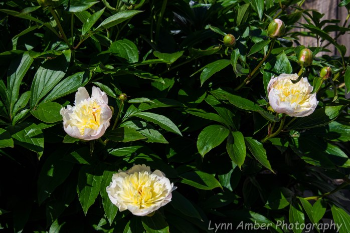 Vermont Home 2 (4 of 5)