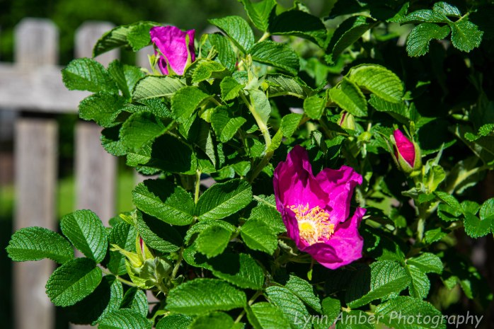 Vermont Home 3 (1 of 1)