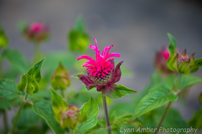 Bee Balm