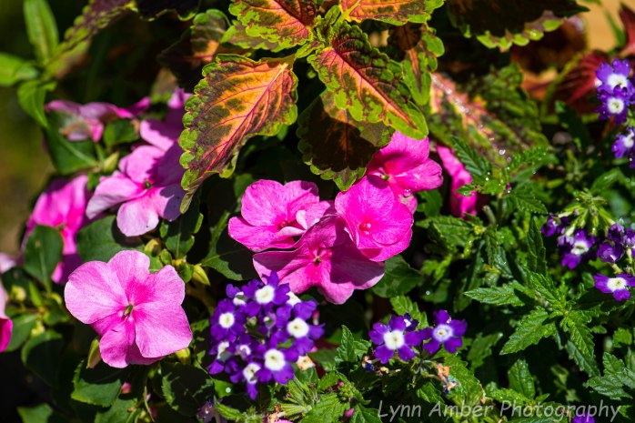Coleus, Impatiens and Verbena