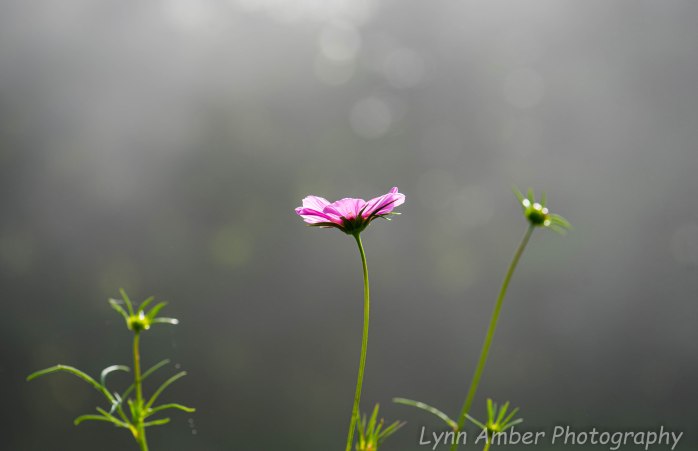 Cosmos in the Morning Light
