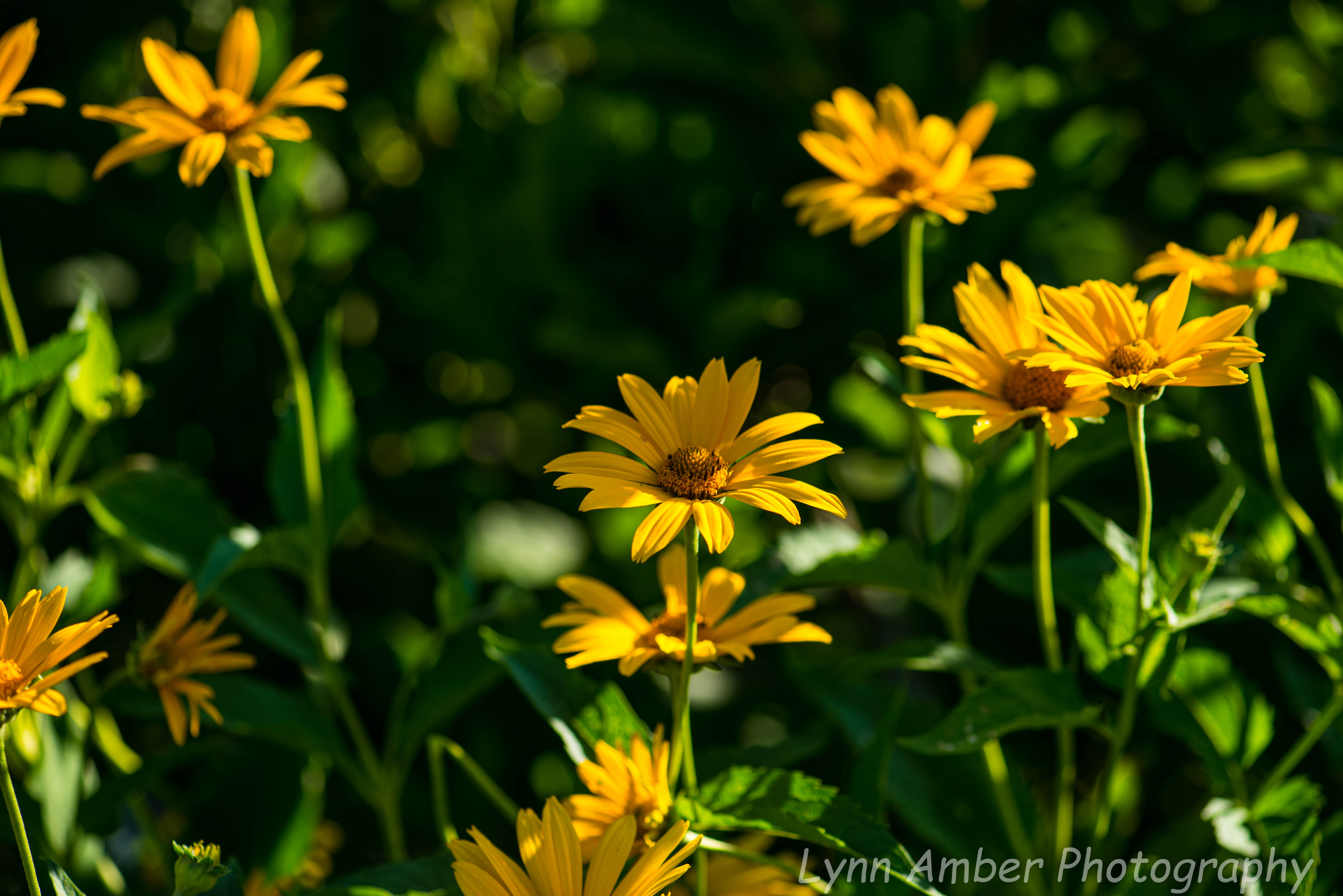 Garden (7 of 8)