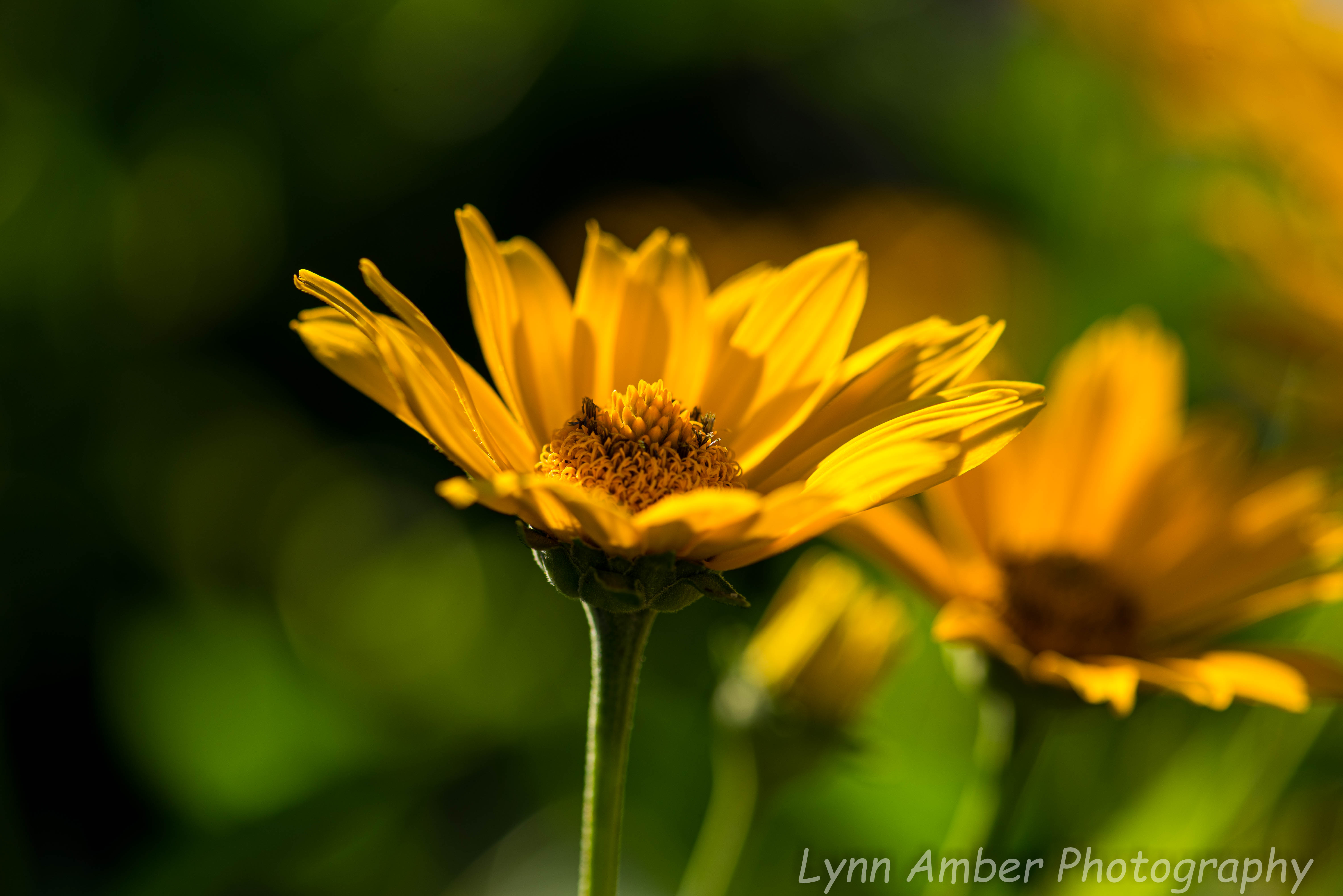 Garden (8 of 8)