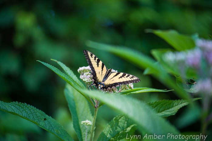 Garden and Walk (1 of 9)