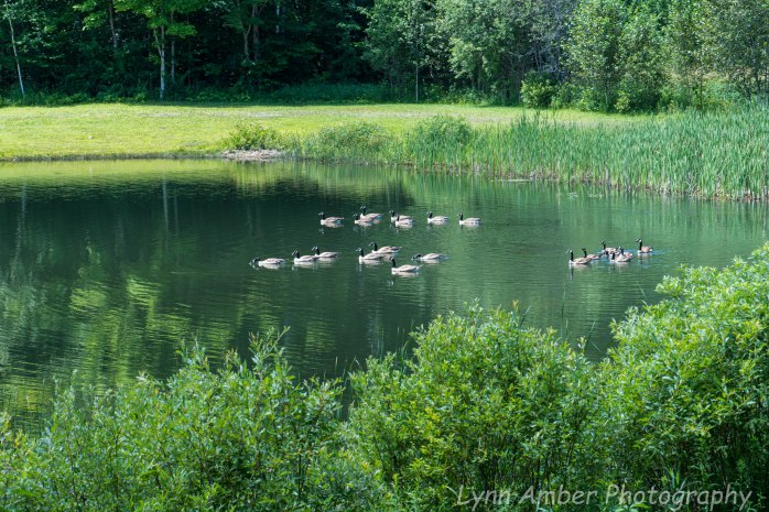 Garden and Walk (5 of 9)