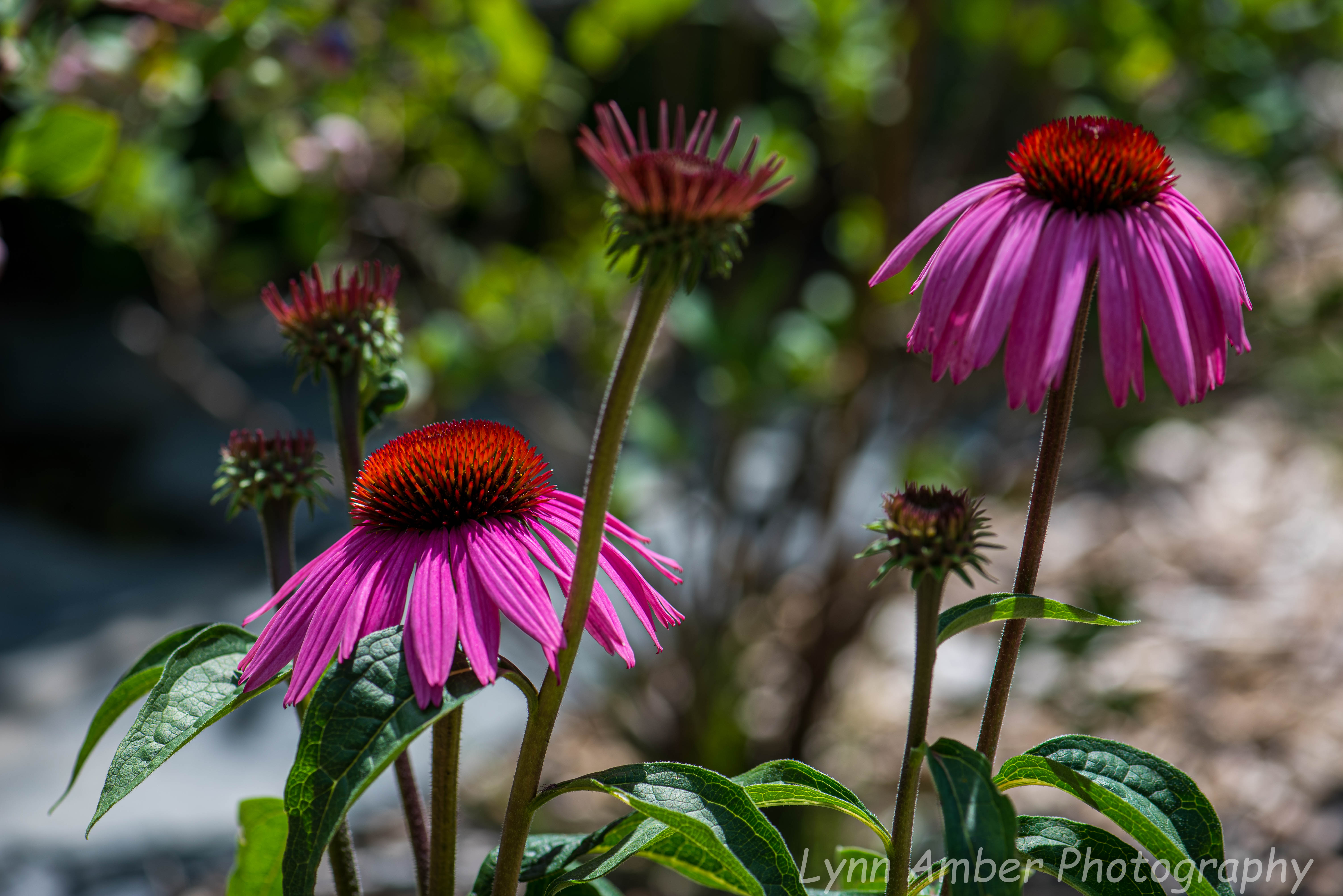 Garden and Walk (6 of 9)
