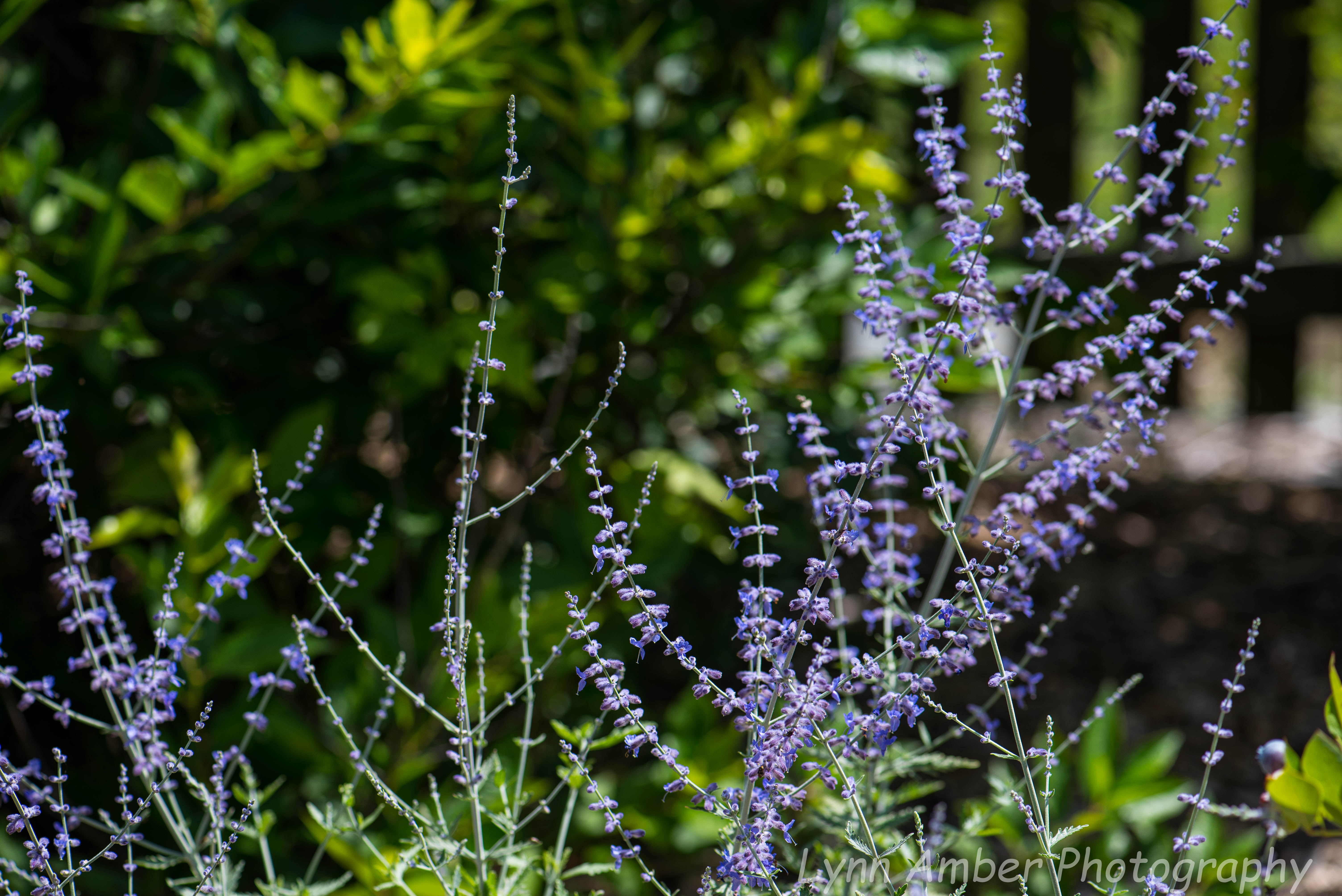 Garden and Walk (7 of 9)