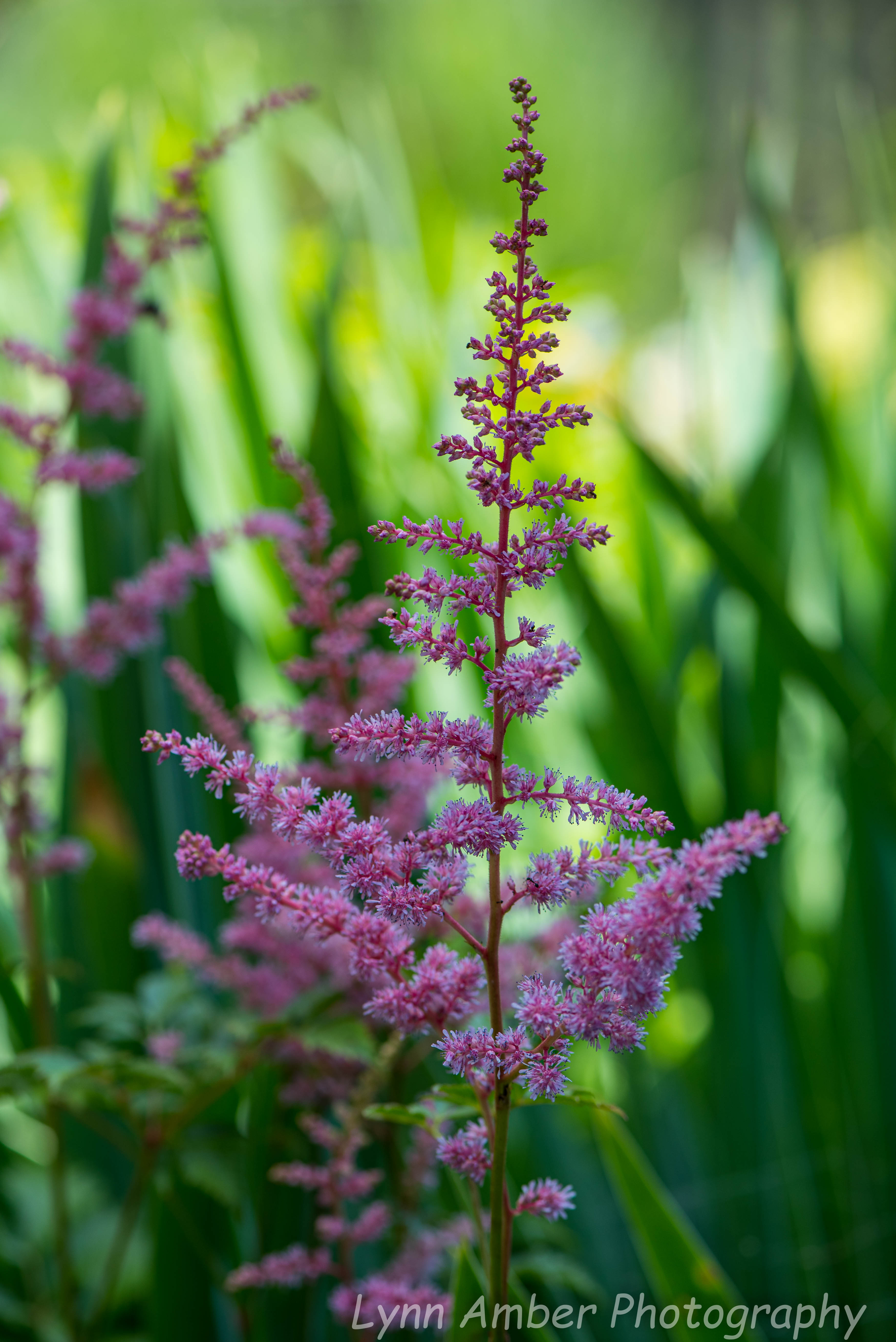 Garden and Walk (8 of 9)