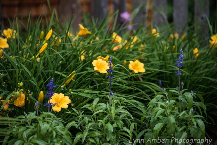 Garden Blooms mid-summer (9 of 9)