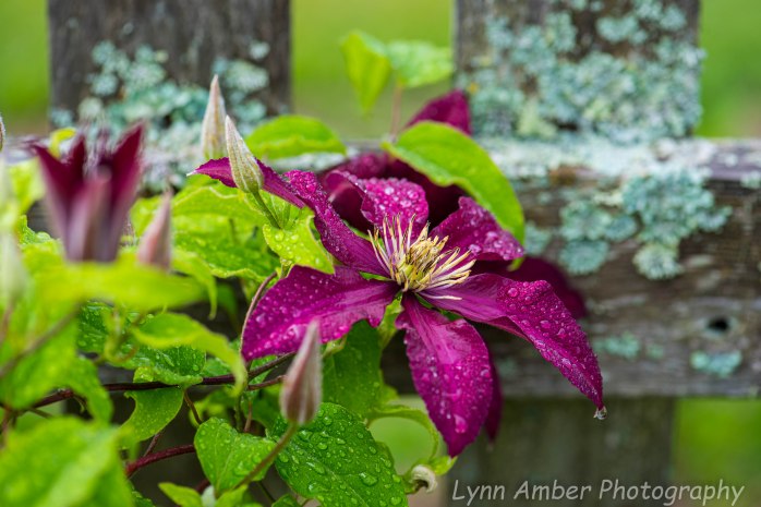 Garden flowers 7.9.20 (1 of 2)