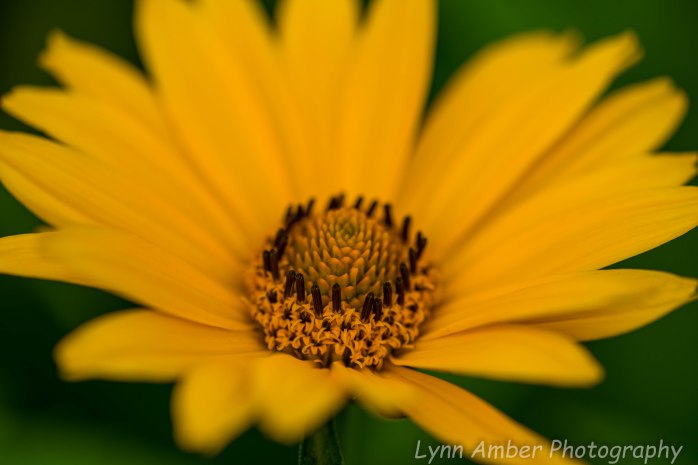 Garden flowers 7.9.20 (2 of 2)