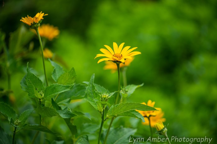 Heliopsis