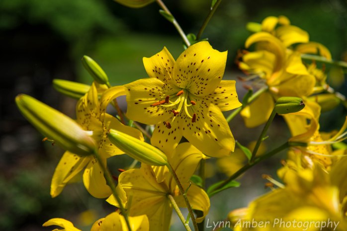 Marsh Billings Rockefeller NHP (4 of 26)