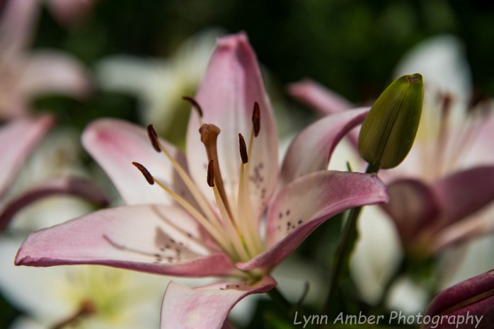 Marsh Billings Rockefeller NHP (5 of 26)