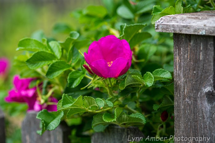 Rugosa Rose and Picket Fence