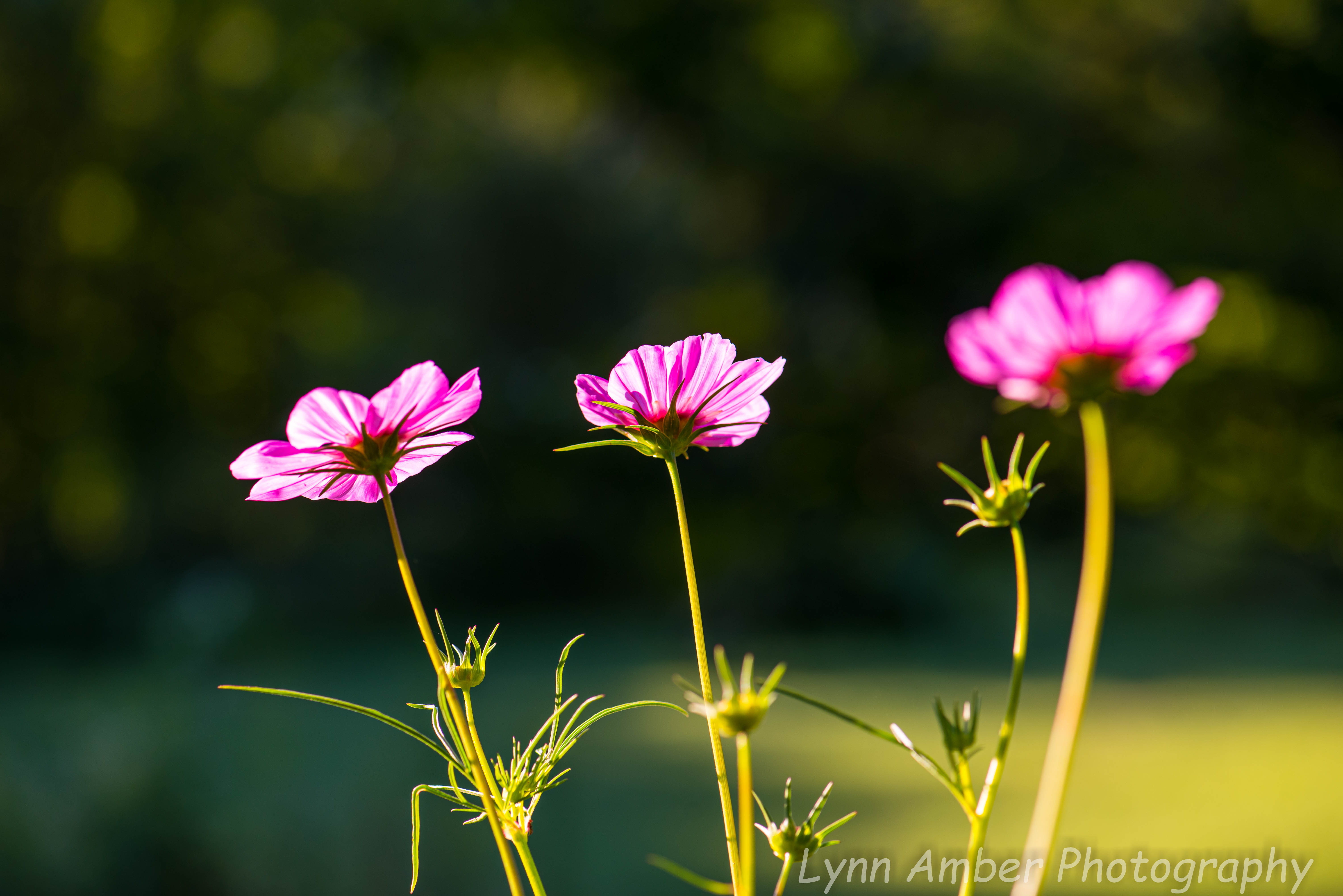 Garden Blooms (1 of 3)