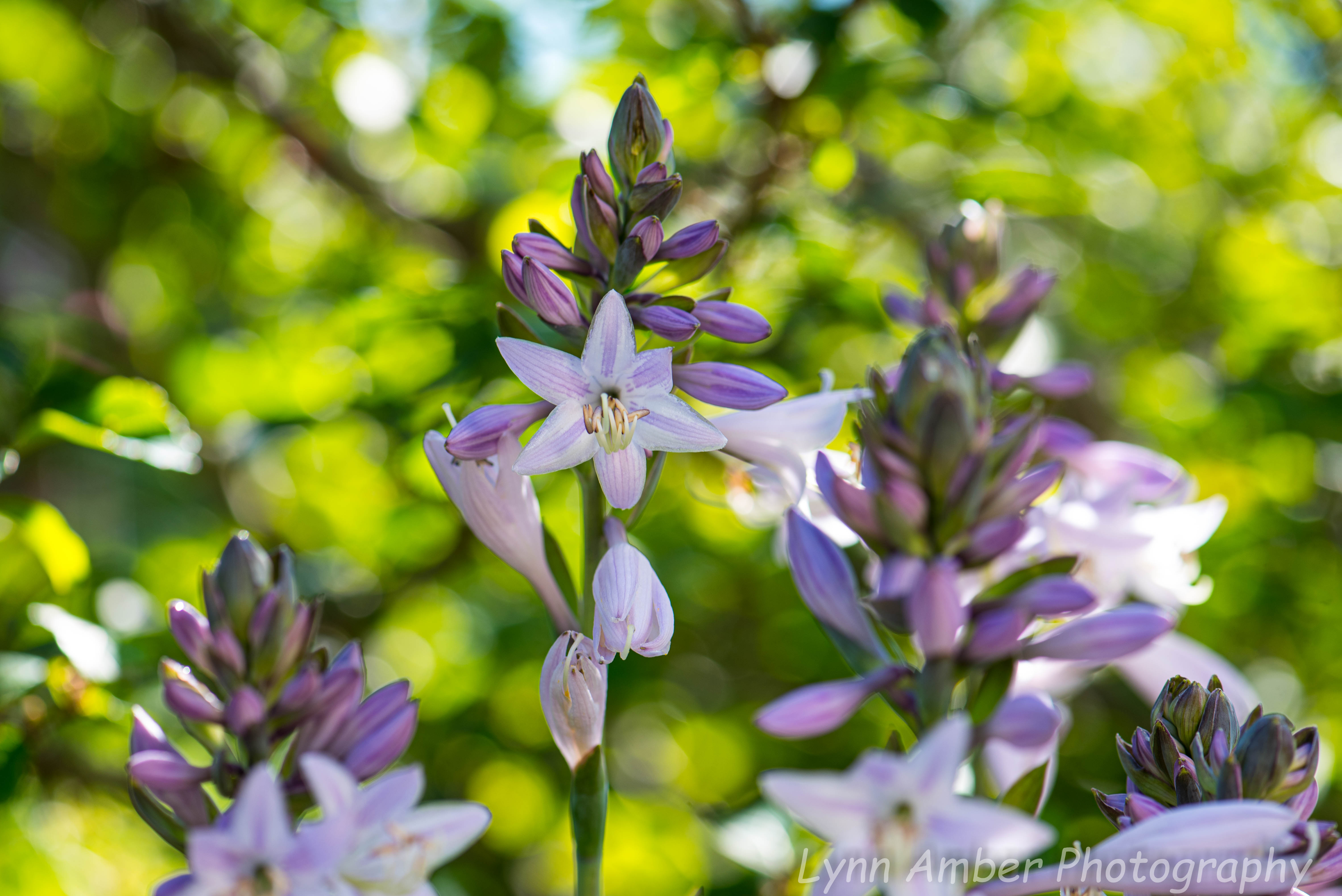 Garden Blooms (2 of 3)