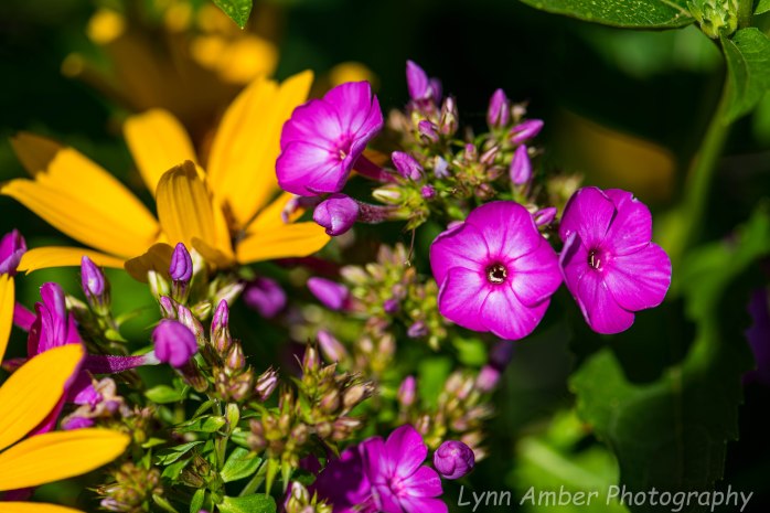 Garden Blooms (3 of 3)
