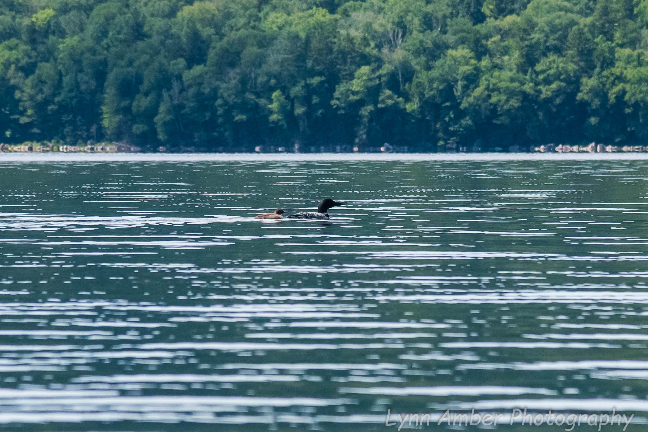Loons on Little Averill 2