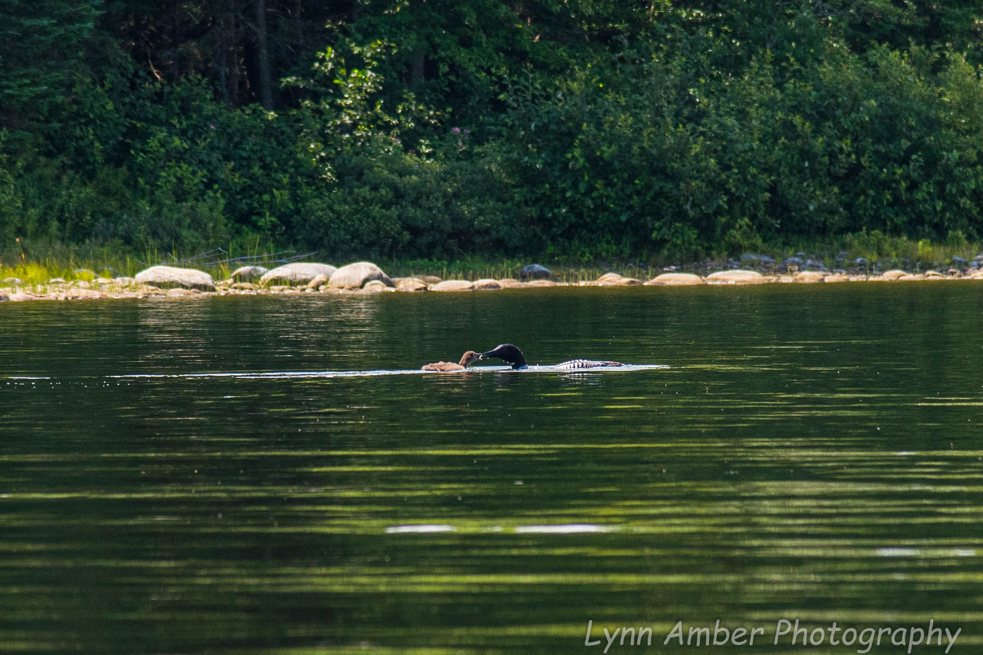 Loons on Little Averill