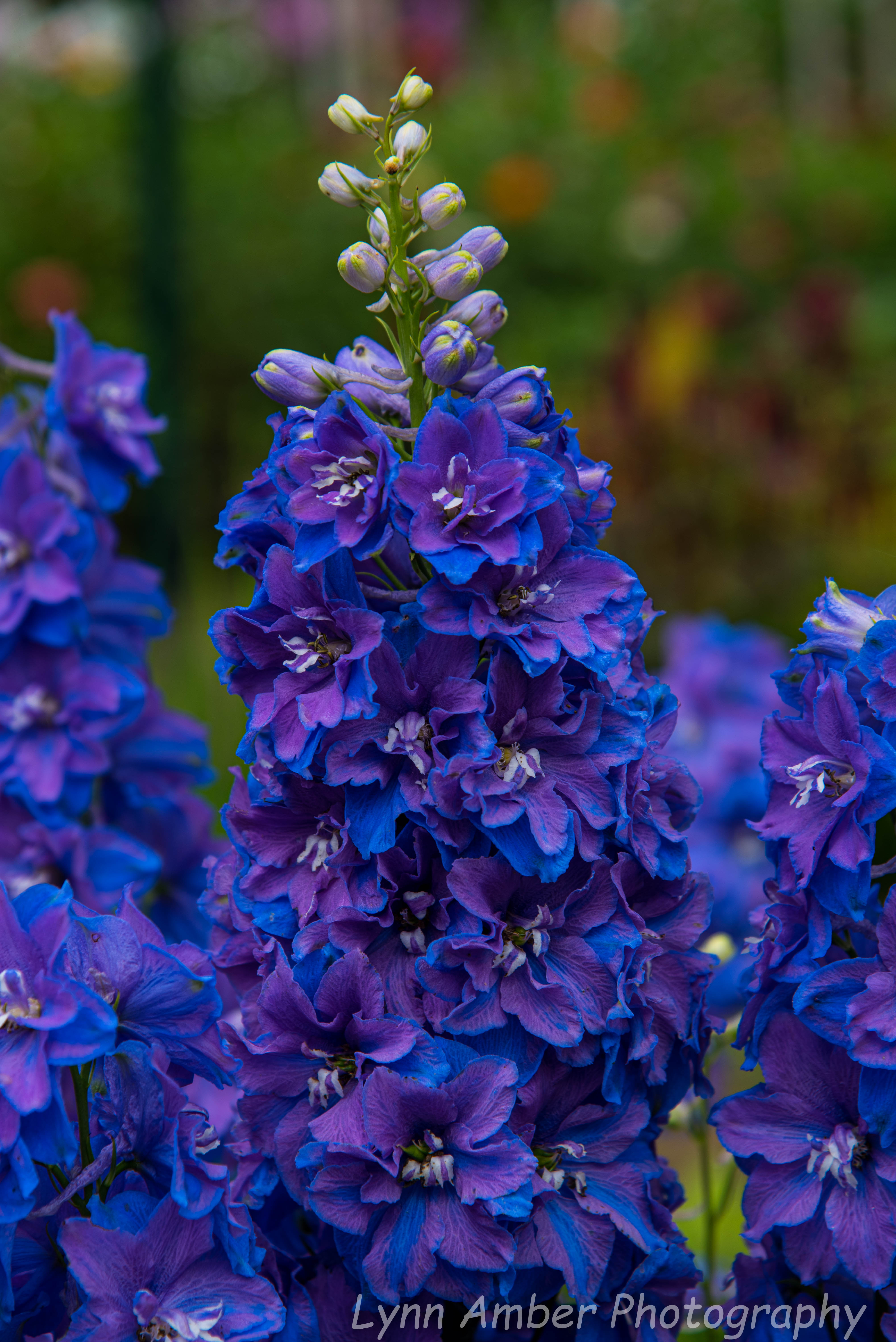 Saint Gaudens NHP (14 of 20)