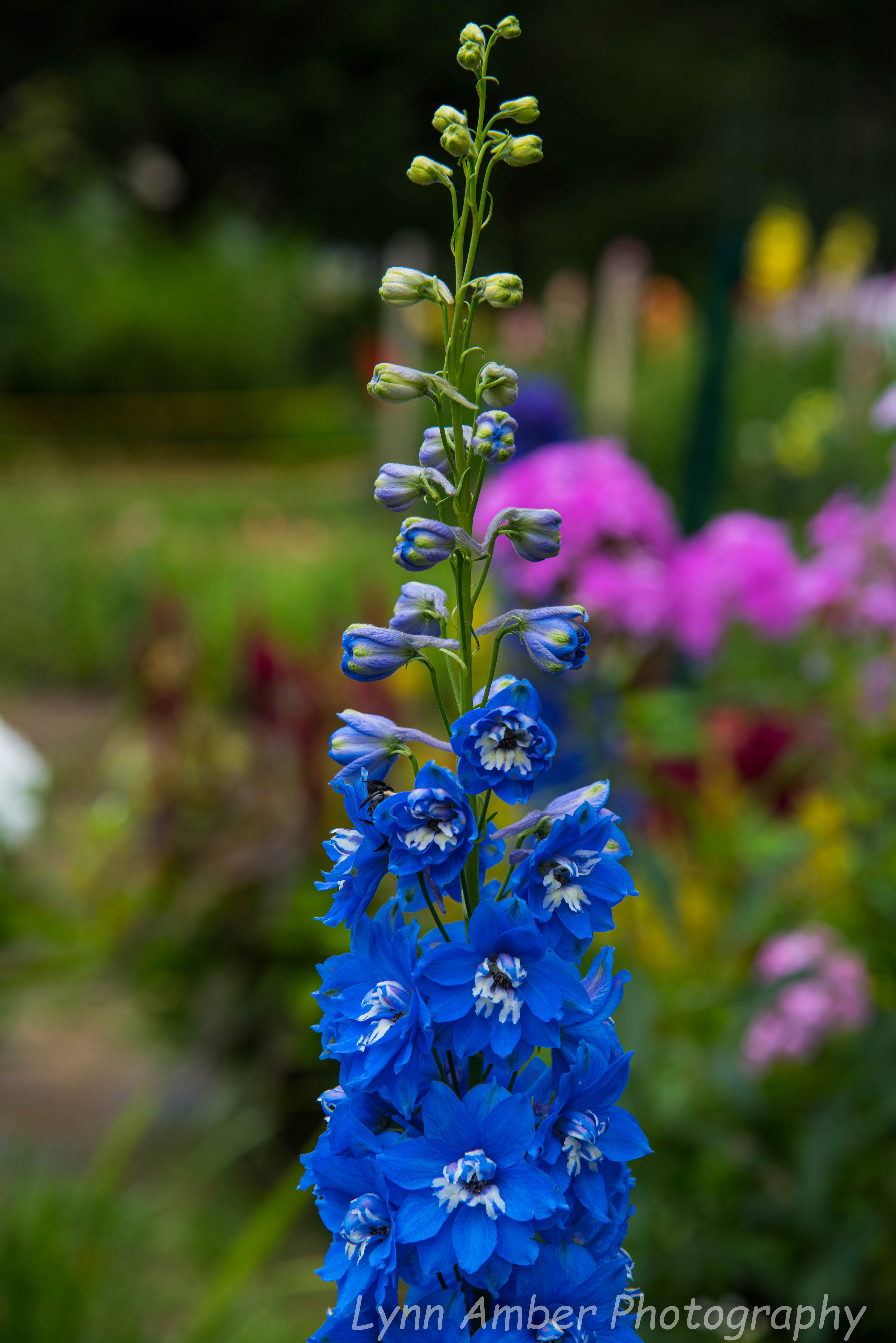 Saint Gaudens NHP (15 of 20)