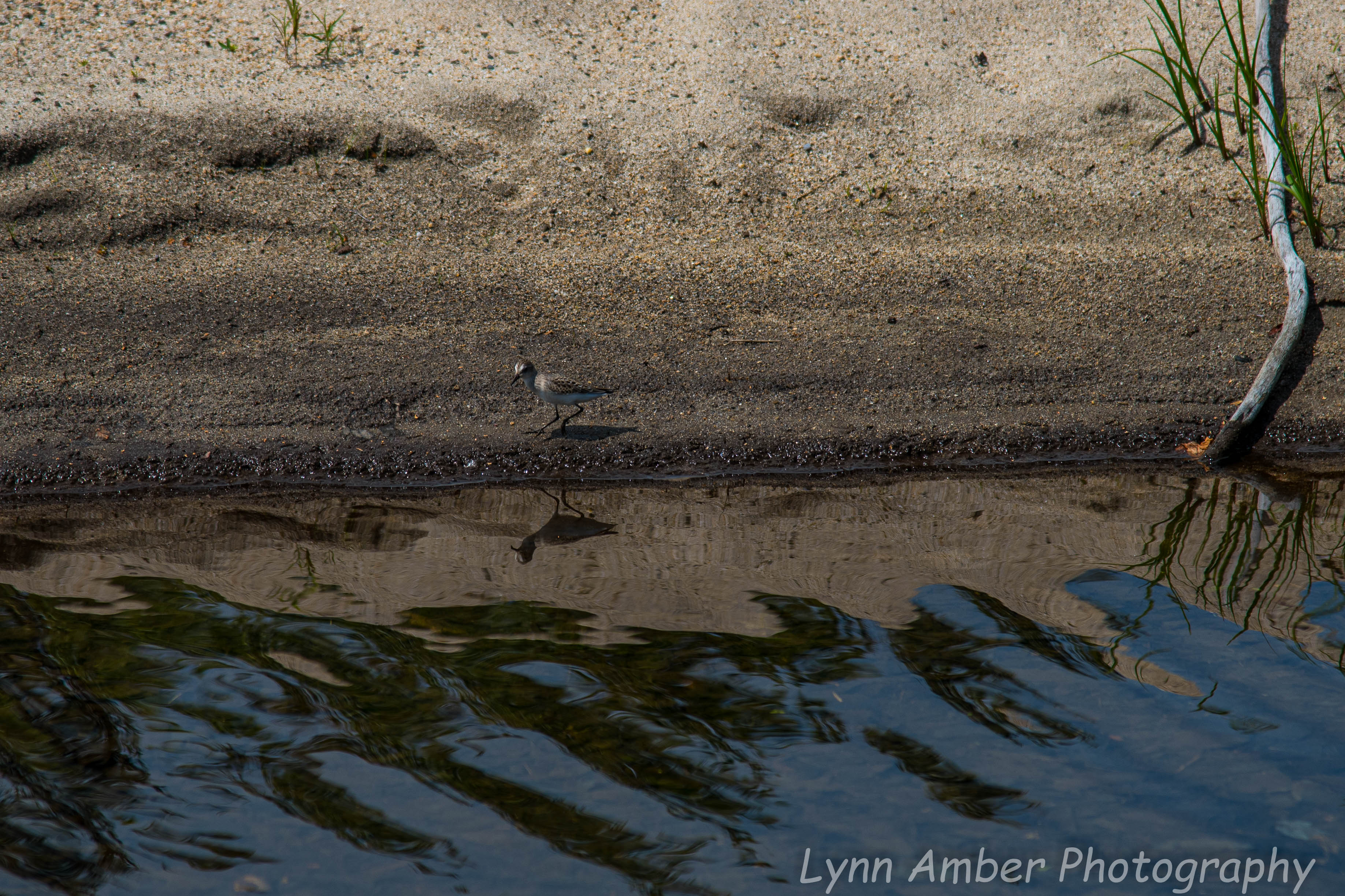 Spotted Sandpiper