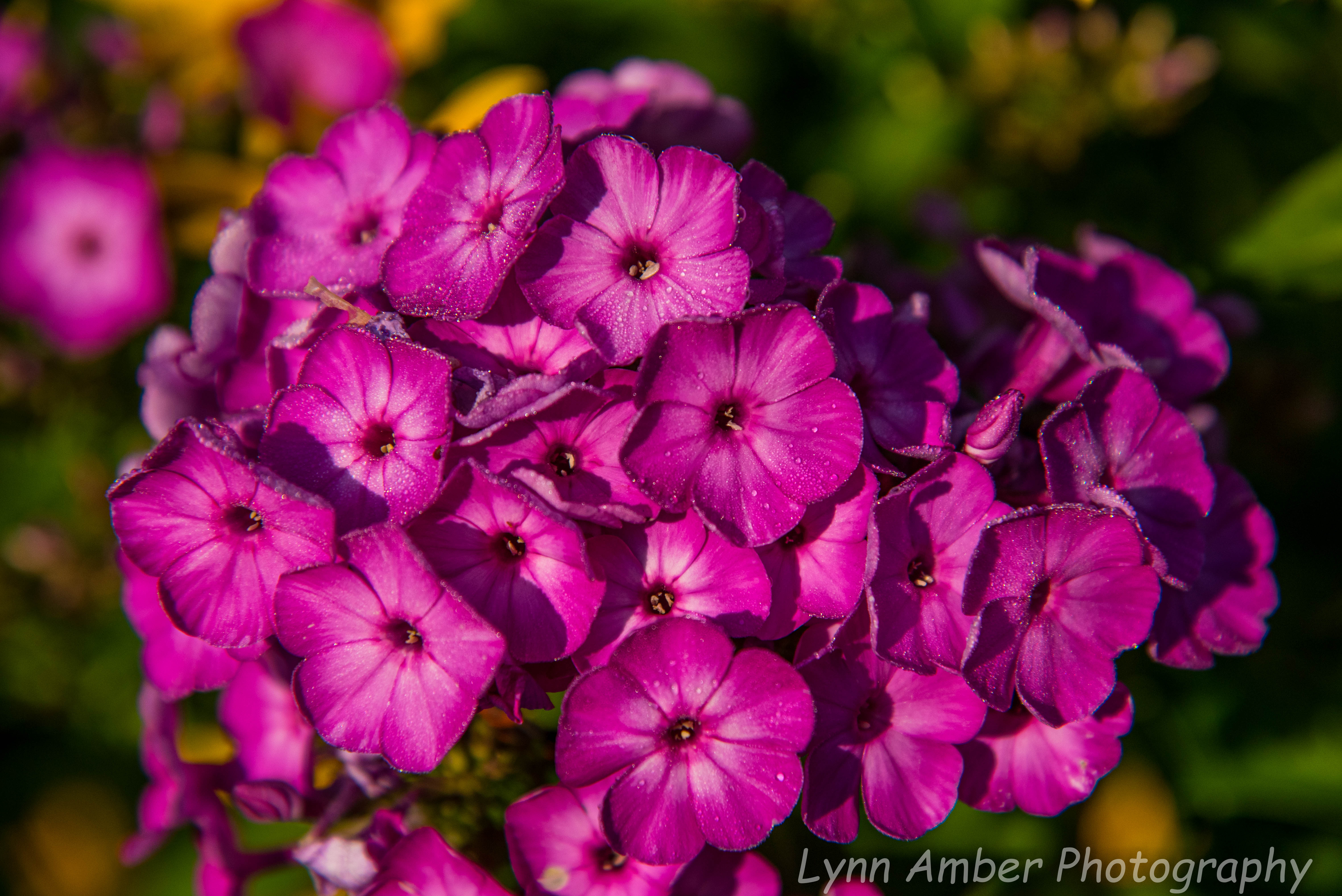 Wood Splitting Blog (1 of 11)