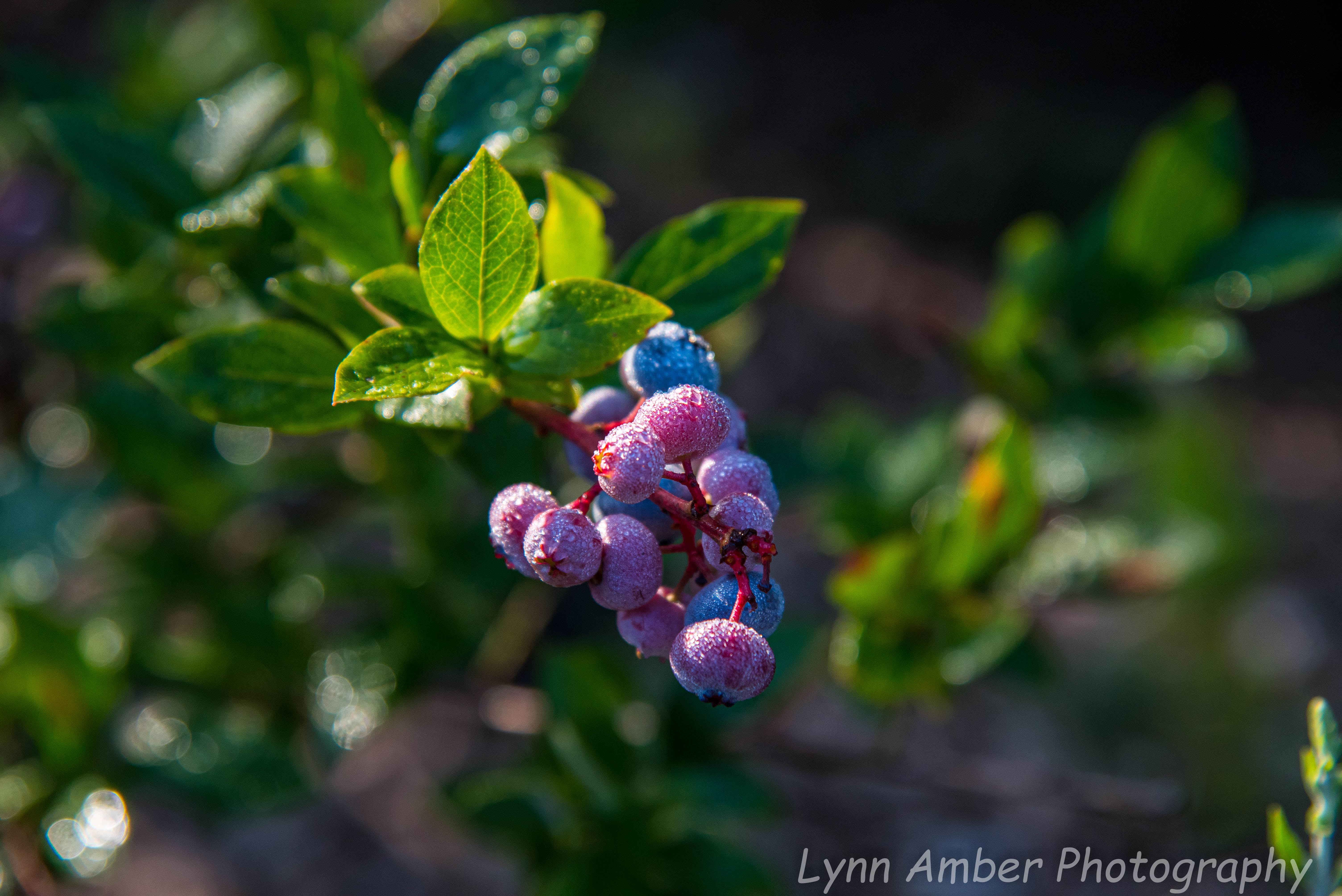 Wood Splitting Blog (2 of 11)