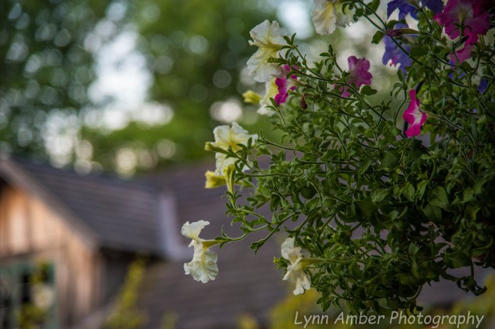 Wood Splitting Blog (2 of 4)